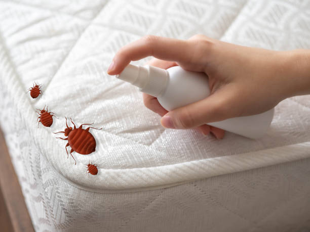 Professional Pest Control in Clarkdale, AZ
