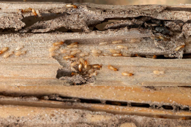 Best Best Pest Control Companies  in Clarkdale, AZ