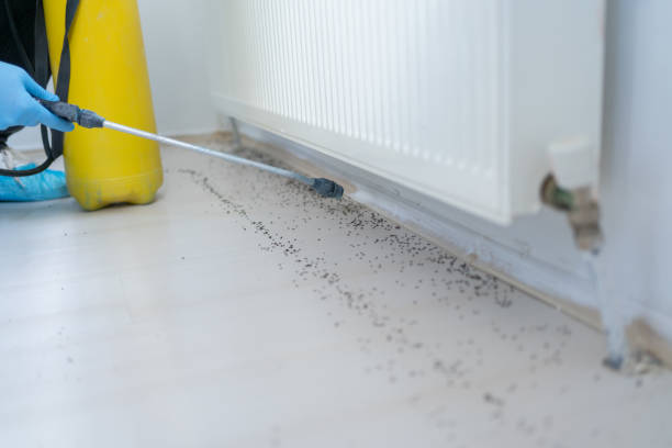 Best Rat Extermination Near Me  in Clarkdale, AZ